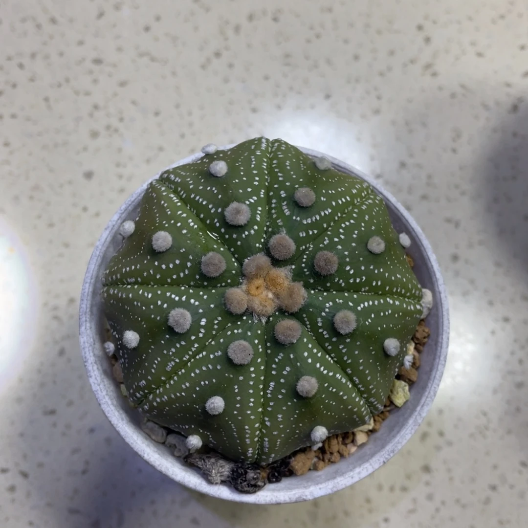 啊***兜           实生根