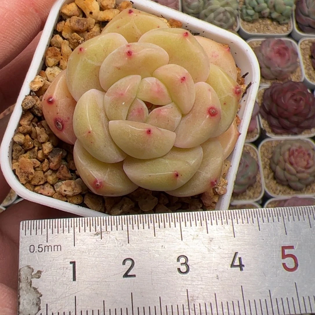 Z**幻200 多肉植物组合盆栽