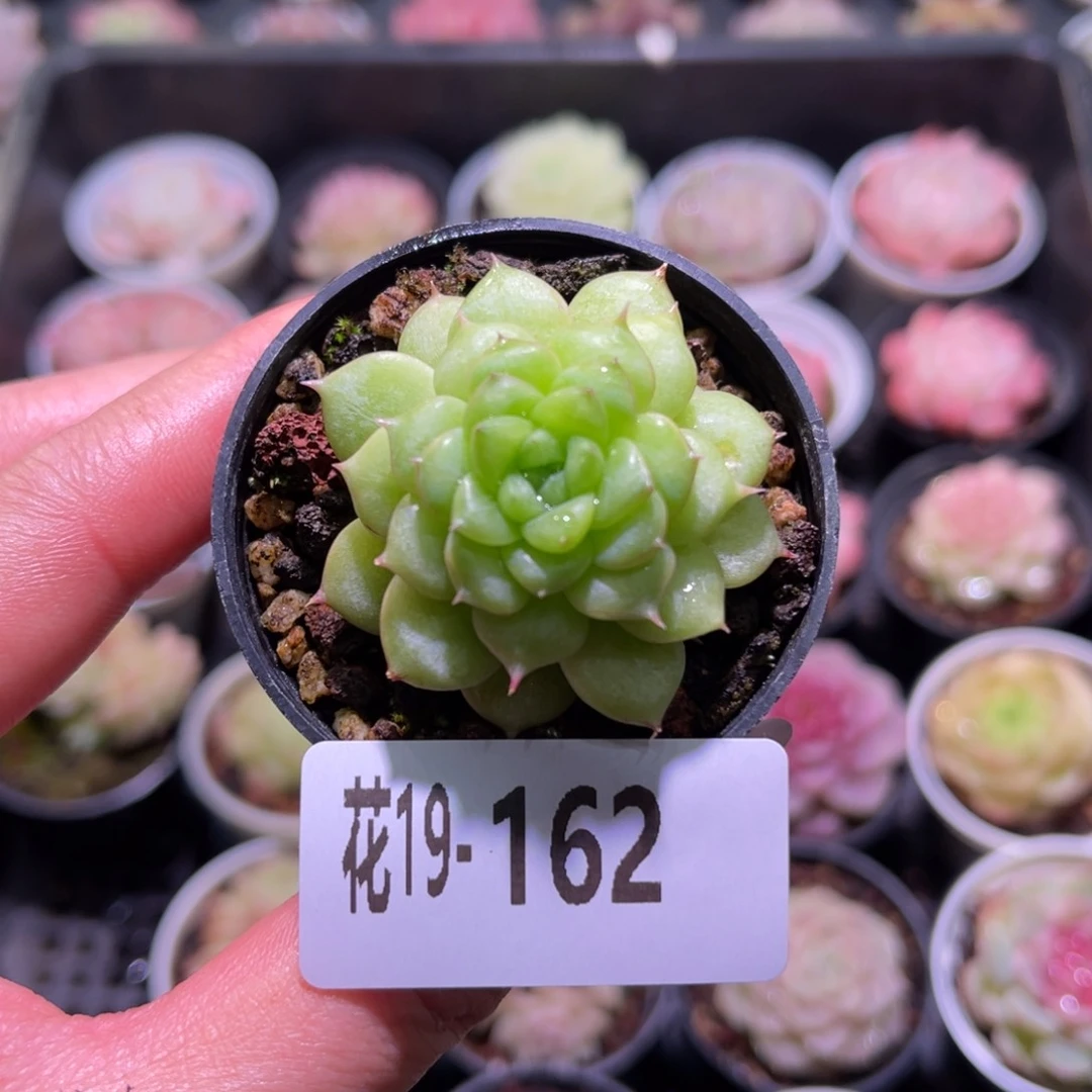 花利美19-162绿水鬼