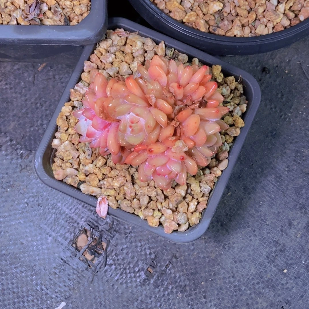 *****1751星影缀化一颗