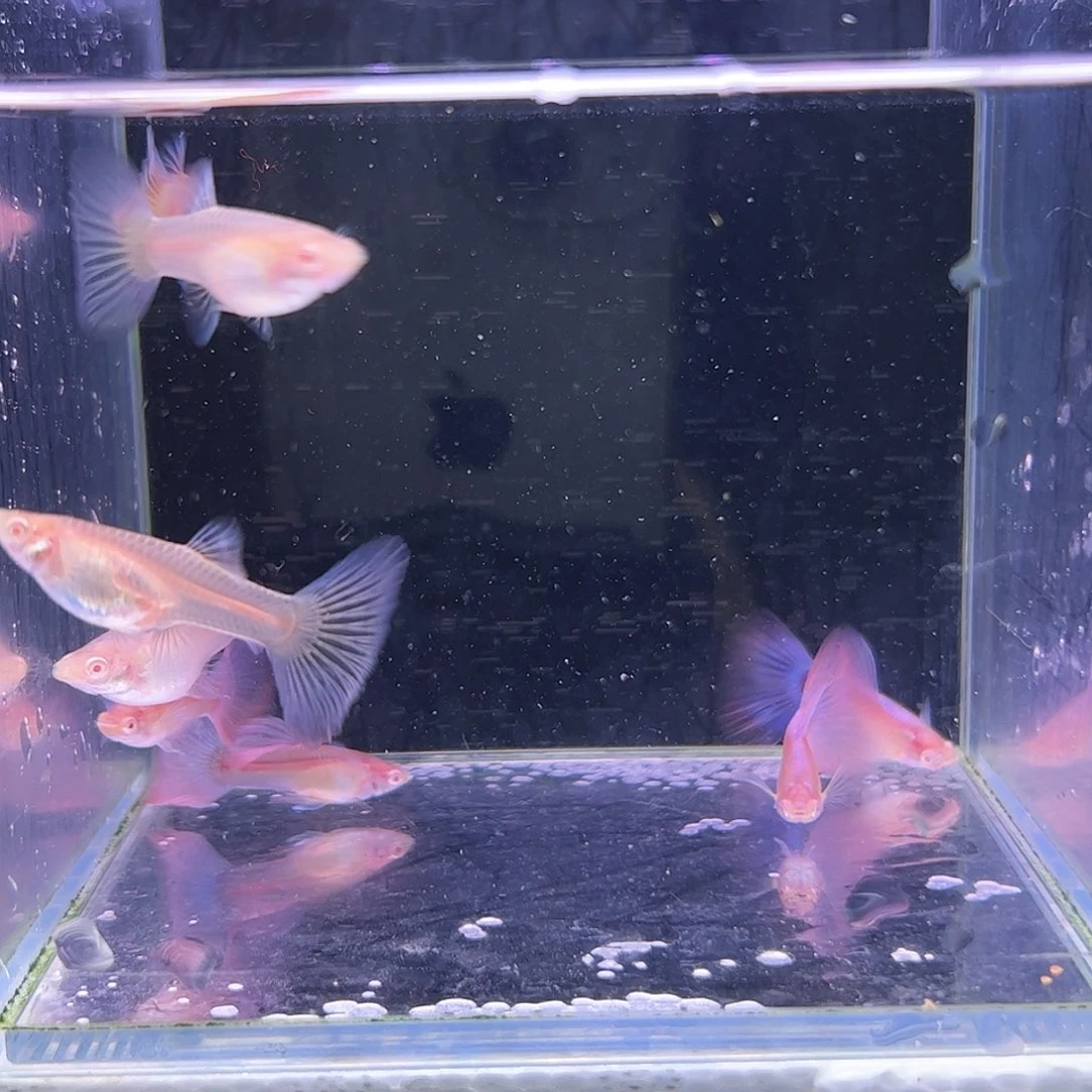 孔雀鱼粉白4对所见即所得