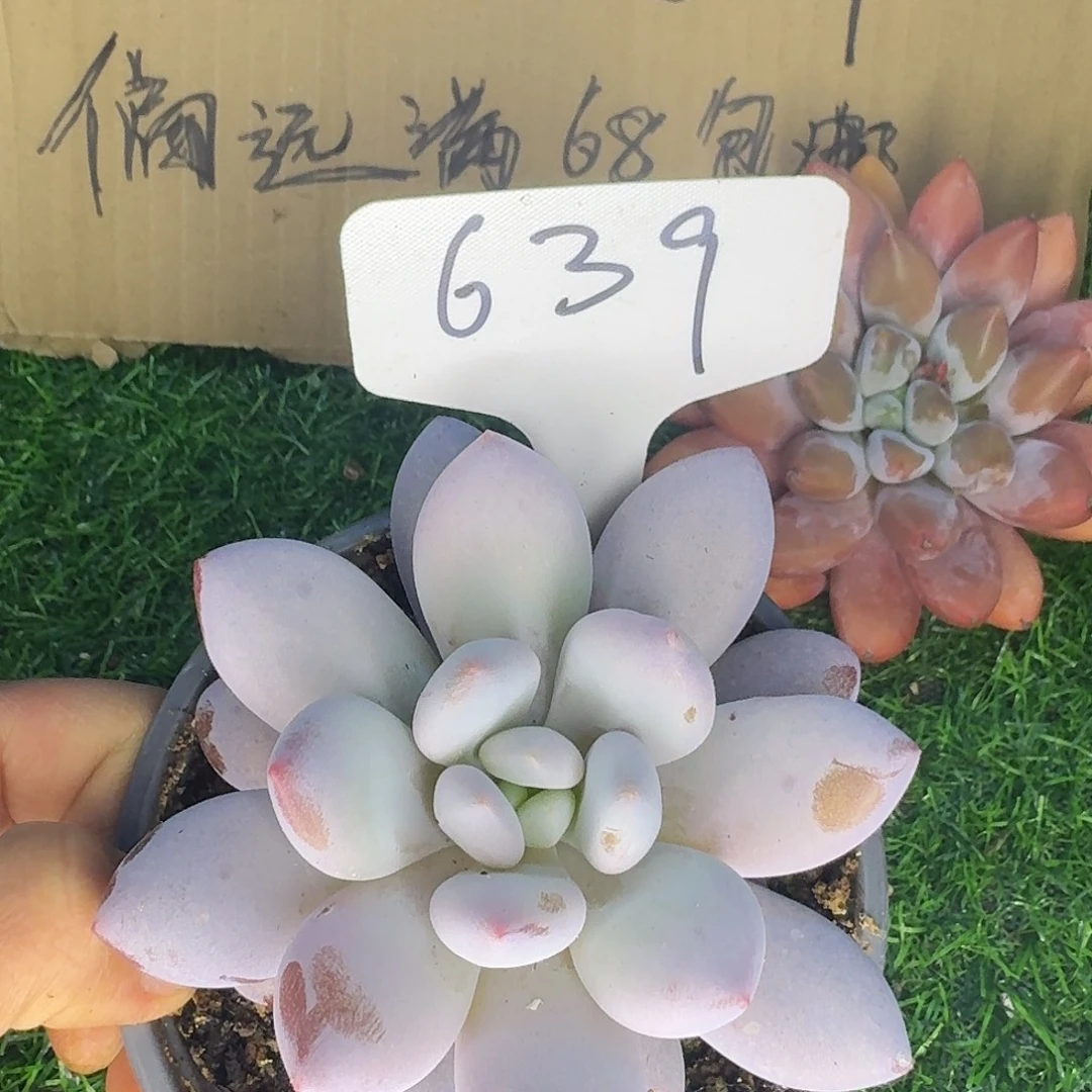 云南多肉小栈橙龙639