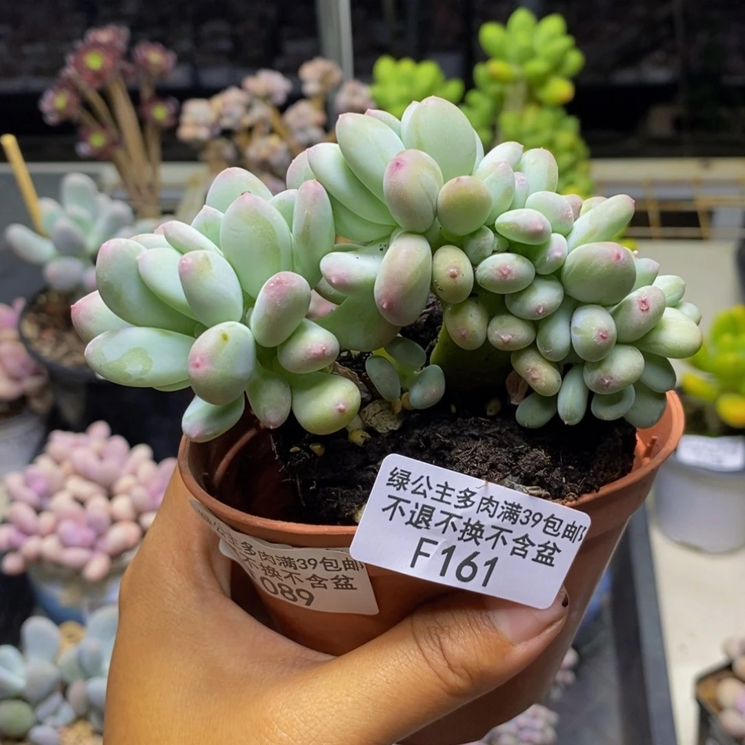 161苹果奶四代缀多肉7c m