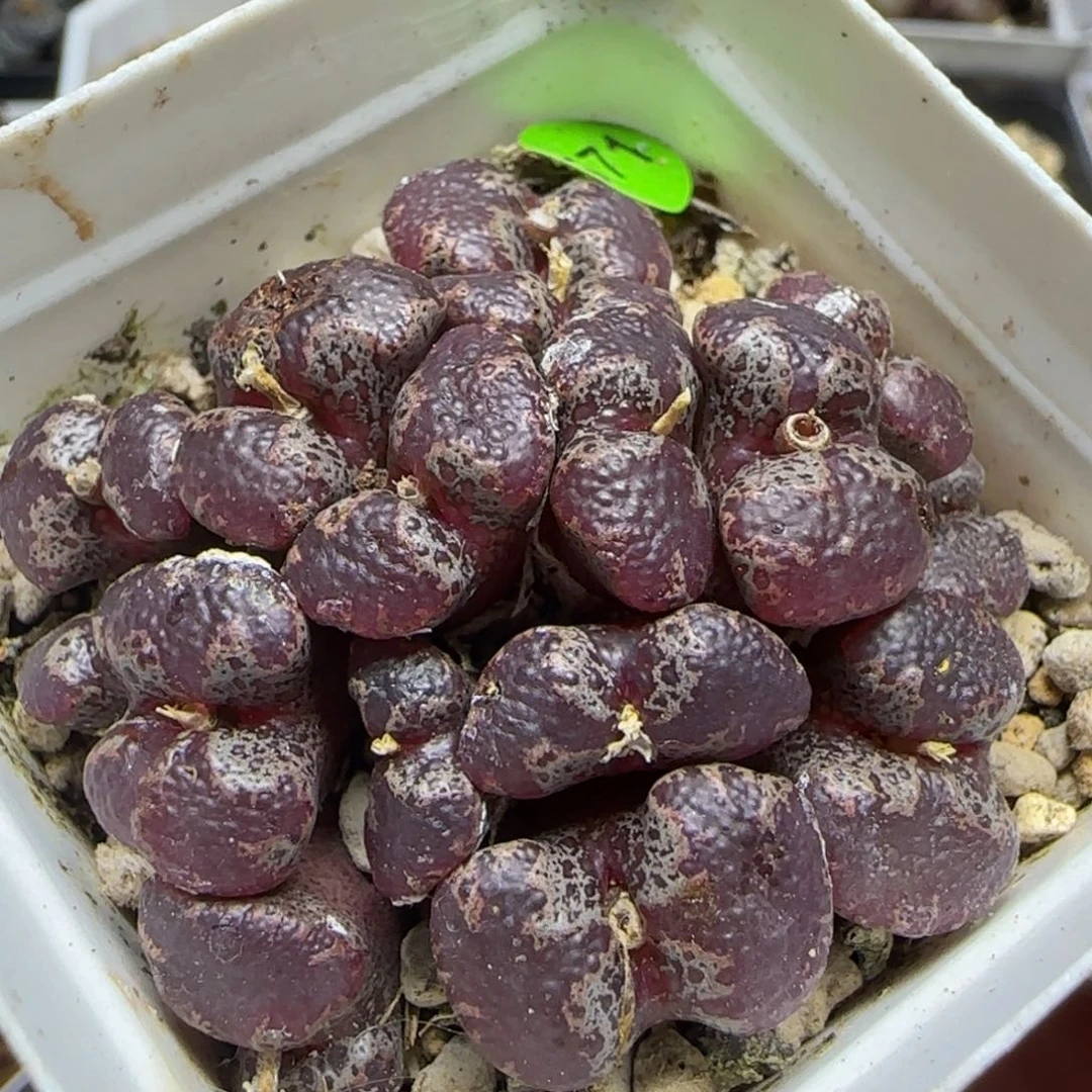 大型大窗超碟群571