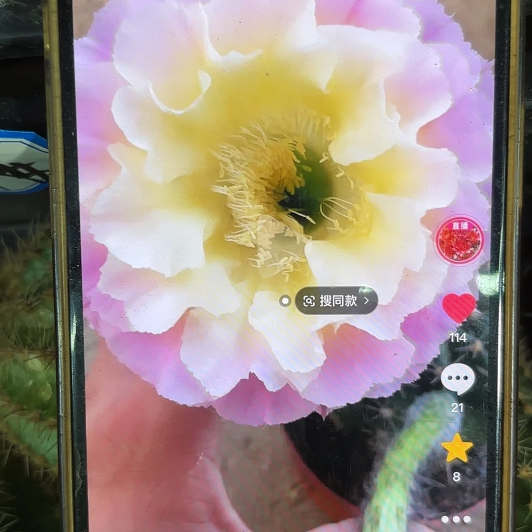 A40彩侧牙20包邮仙人去20