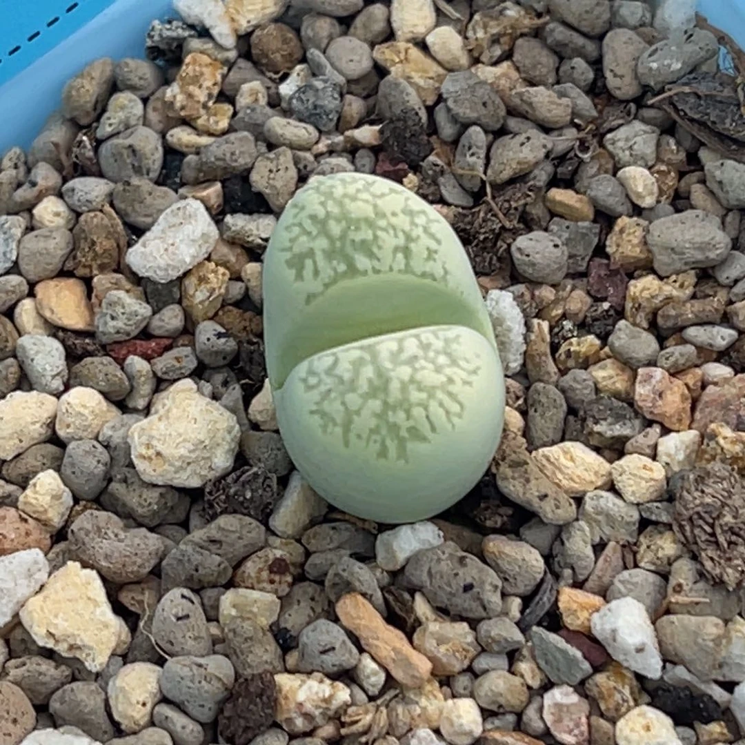 7331绿蛇纹一颗。