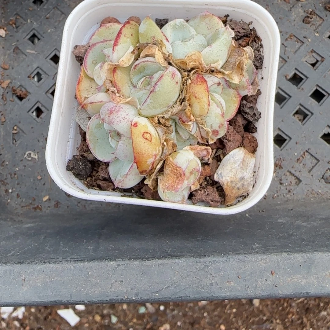 多肉小卡拉米糖心一物一拍