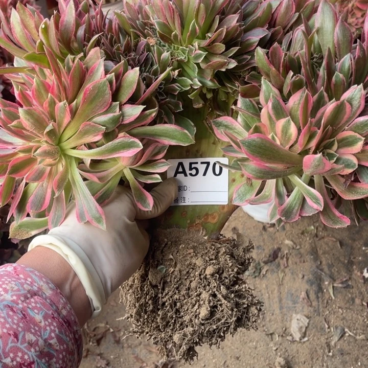 多肉女神缀化570