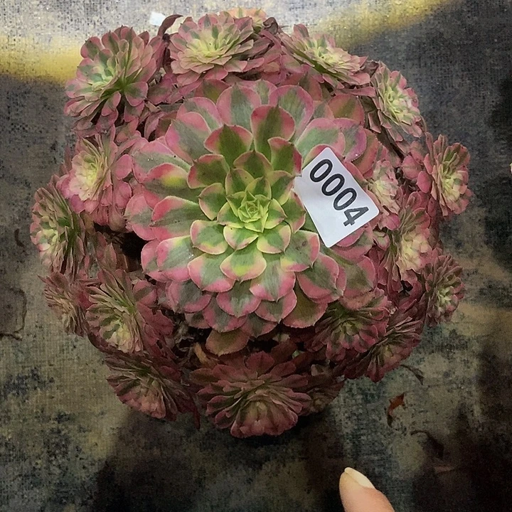 0004红铜白33333冠服25.6左右