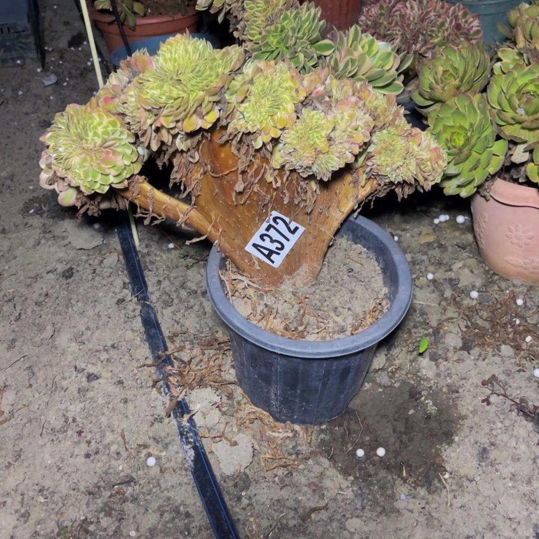 倾城法师16////8包邮