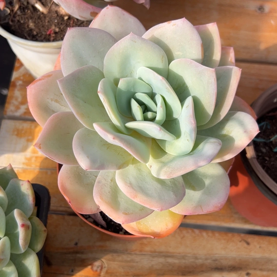 多肉植物单头白凤