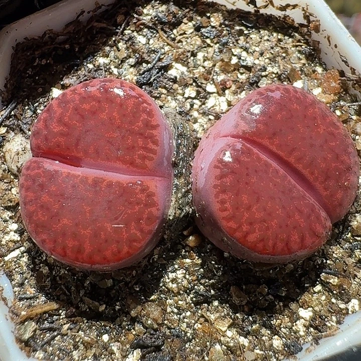 生石花111222。   376