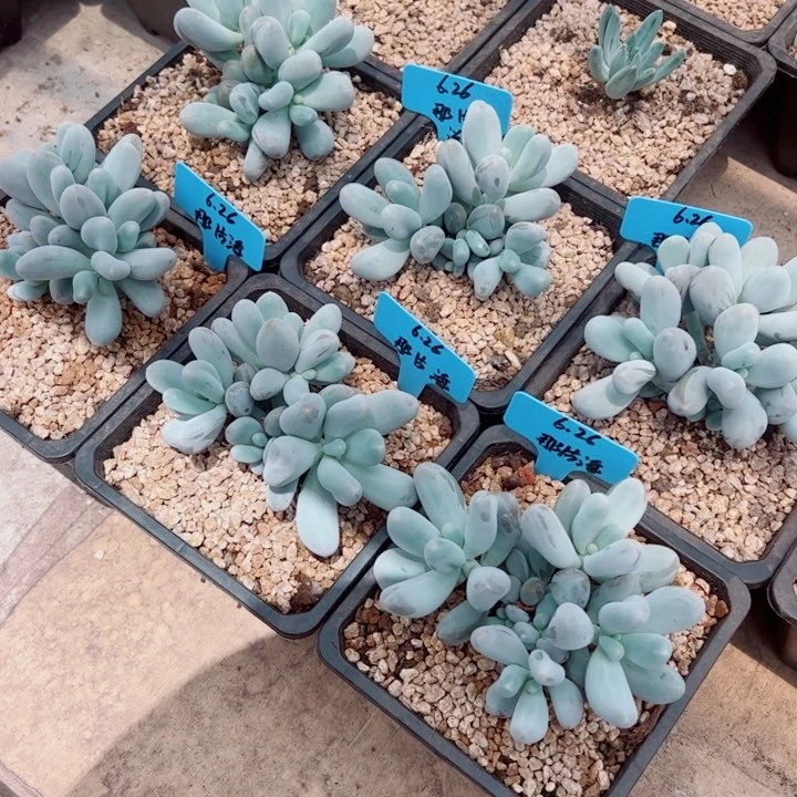 那***海米可奶多肉植物大群6颗
