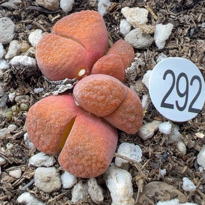 292号111111111111111