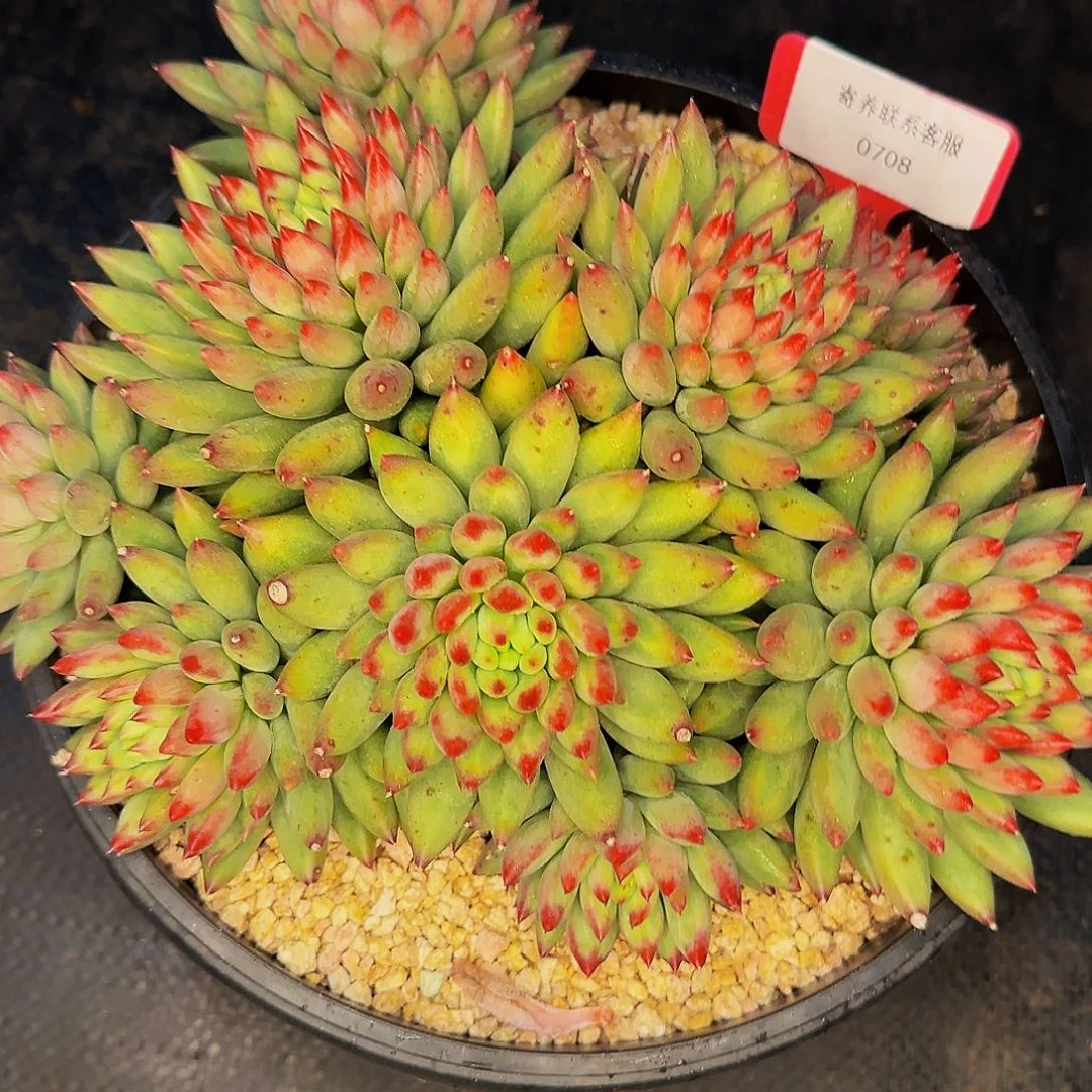 ****ღ啊啊啊呃呃嗯呢嗯呃呃呃呃呃呃呃不0708