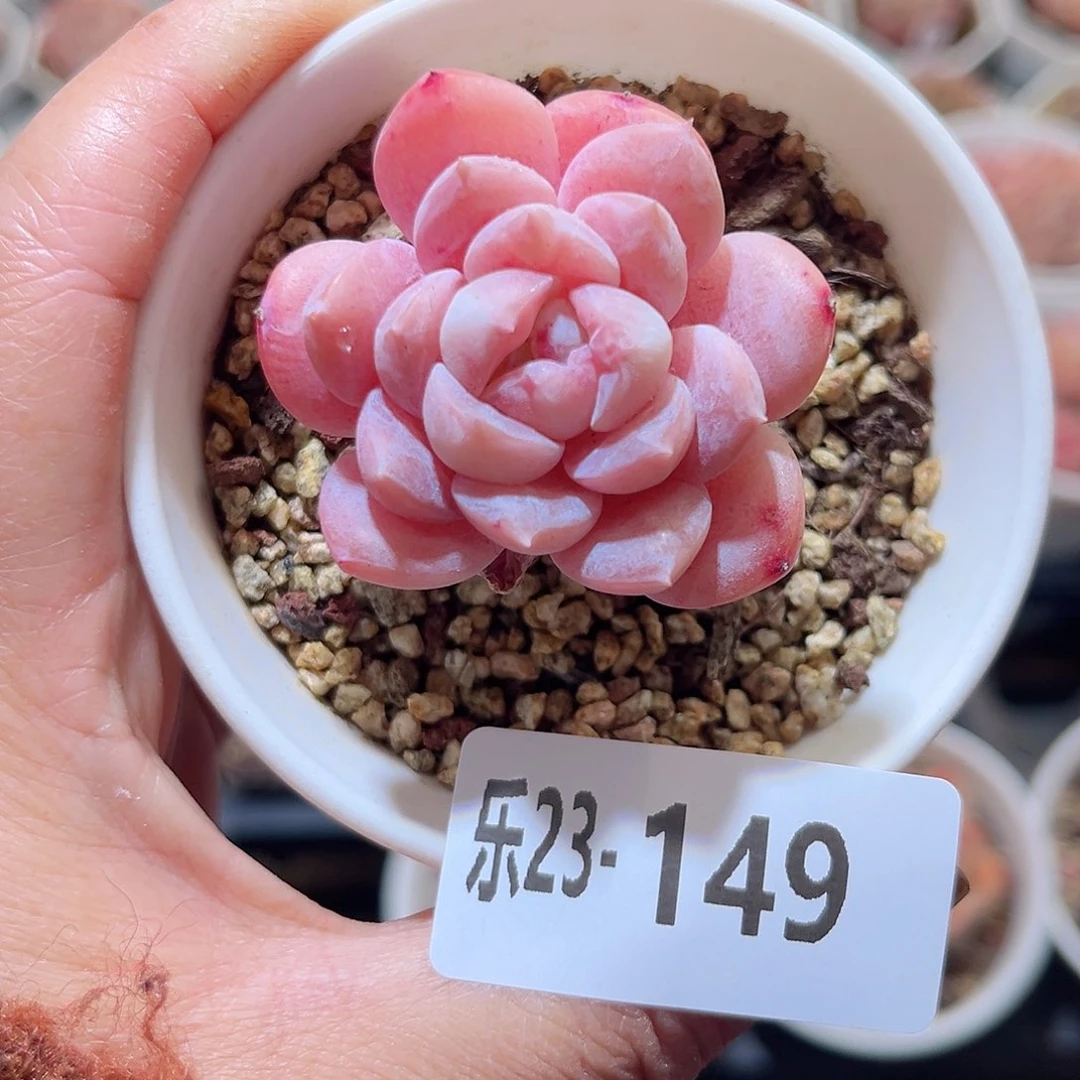 乐23-149 红胖子单头 