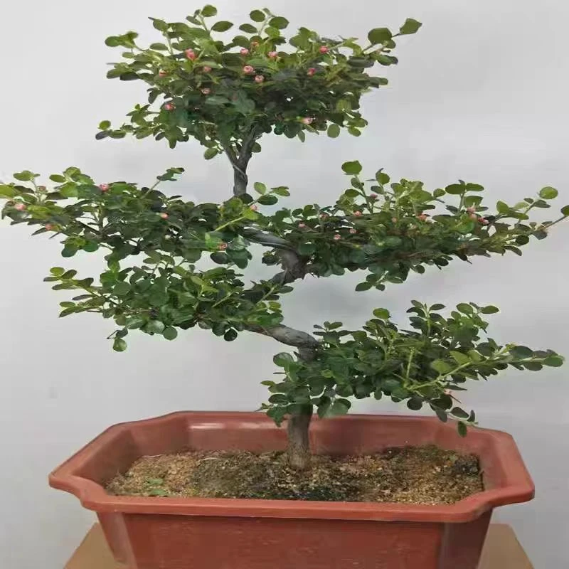 珍珠梅盆景造型花卉珍珠梅平枝栒子盆栽带花盆景老桩植物四季好养