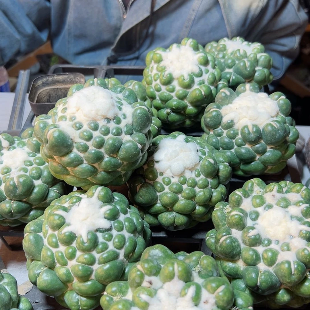 大无刺象牙无根9公分