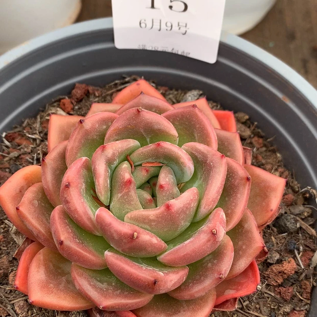 【闪购商品】云15号