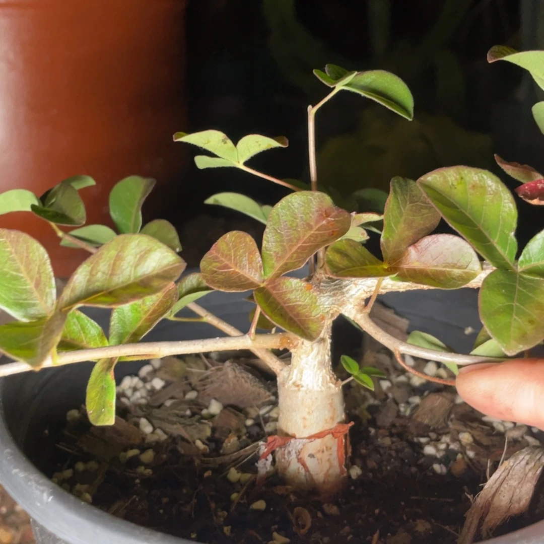 C***9实生不知名橄榄8888888