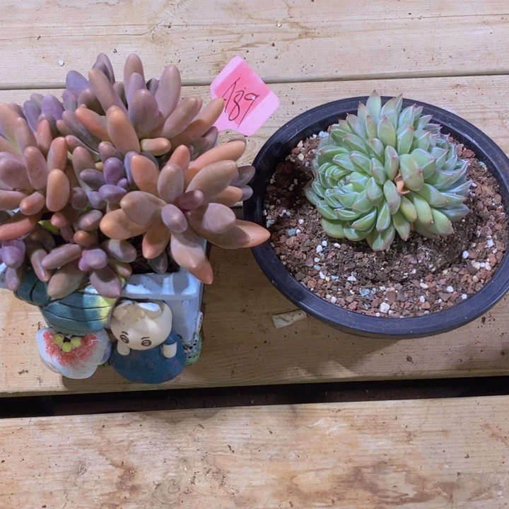 在家干了个饭给别人