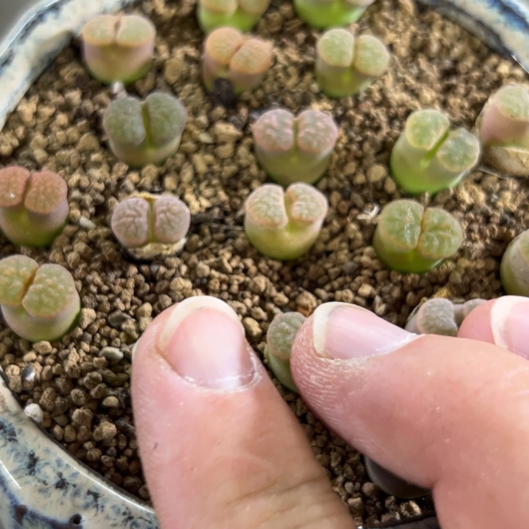 28-74量拍班克雪花磁铁风铃4颗