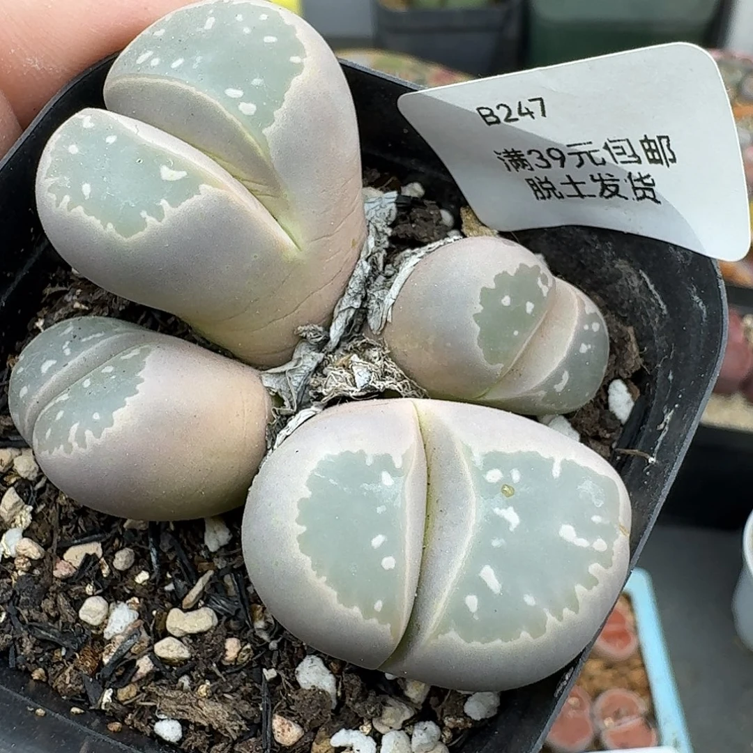 247多肉哈哈哈哈哈哈哈哈