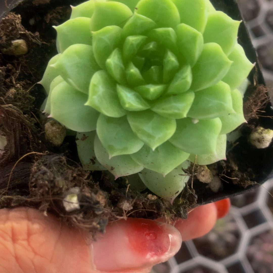 翡翠冰  （满9.99发叶子不满9.99发叶子）