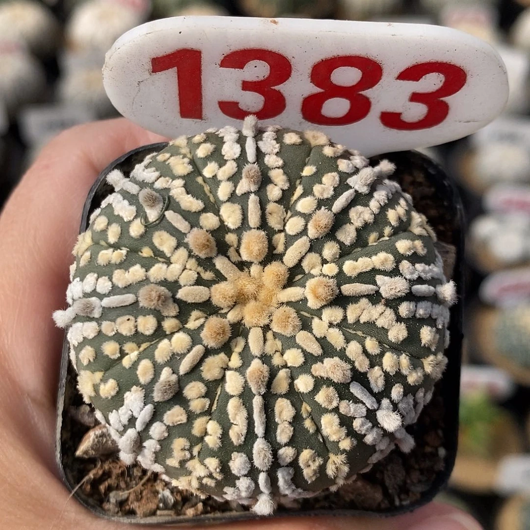 1383兜系列产品福利来