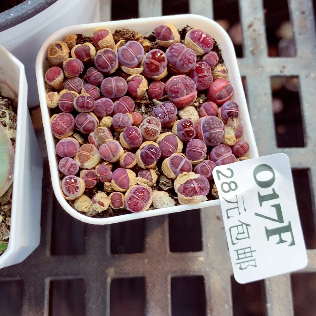 5厘米盆精控多肉017