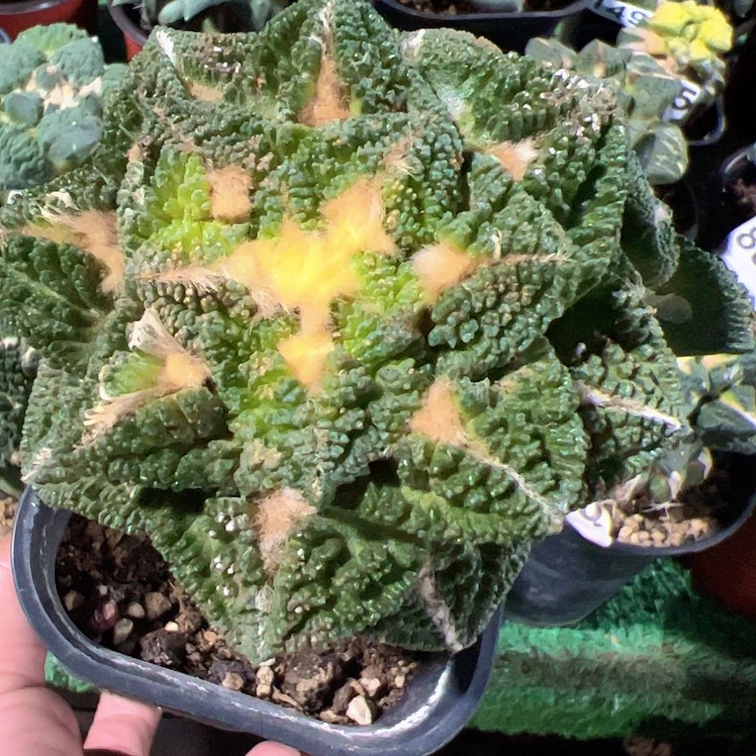 无花朵福利双头颗粒辛顿牡丹114