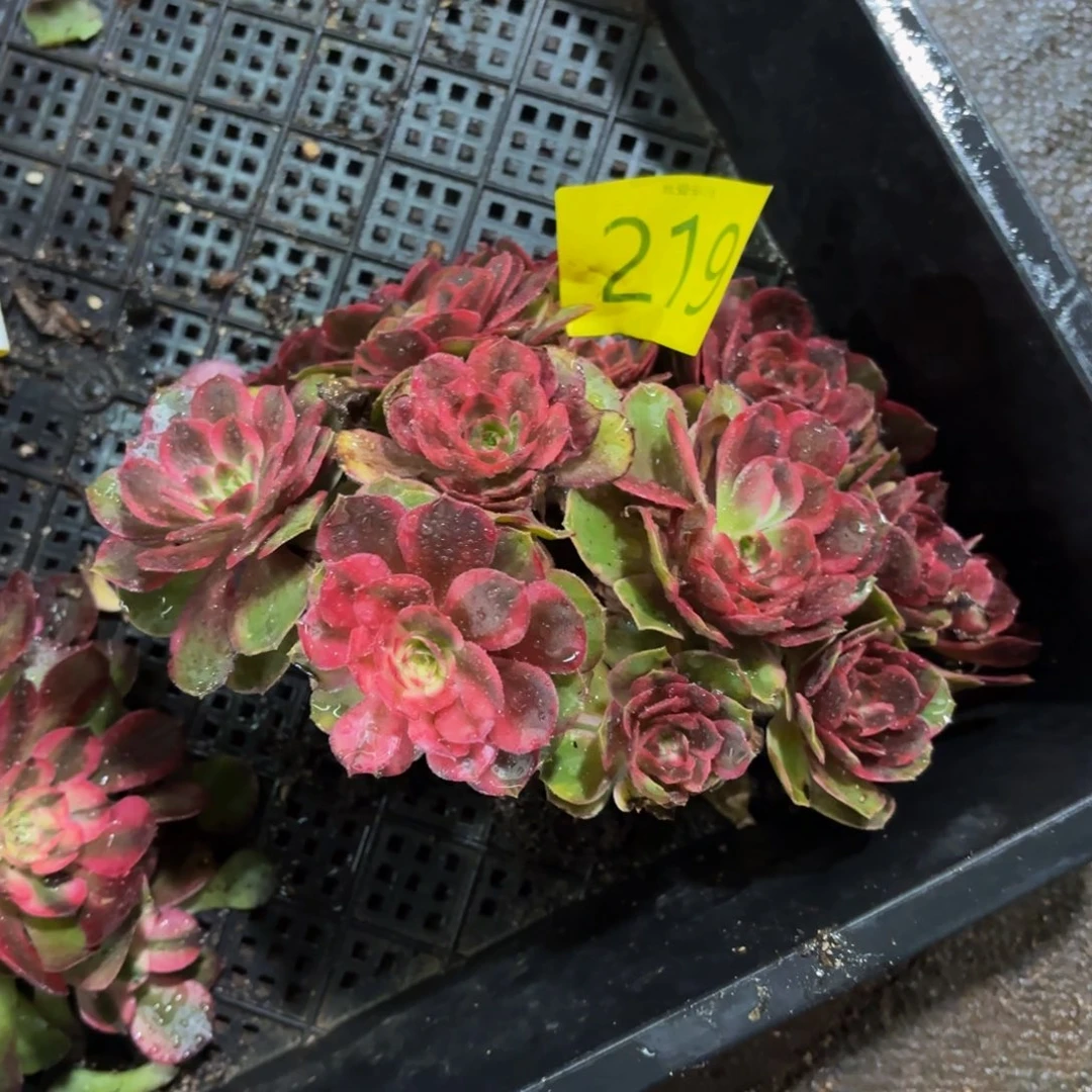 哈哈多肉葡萄福利219