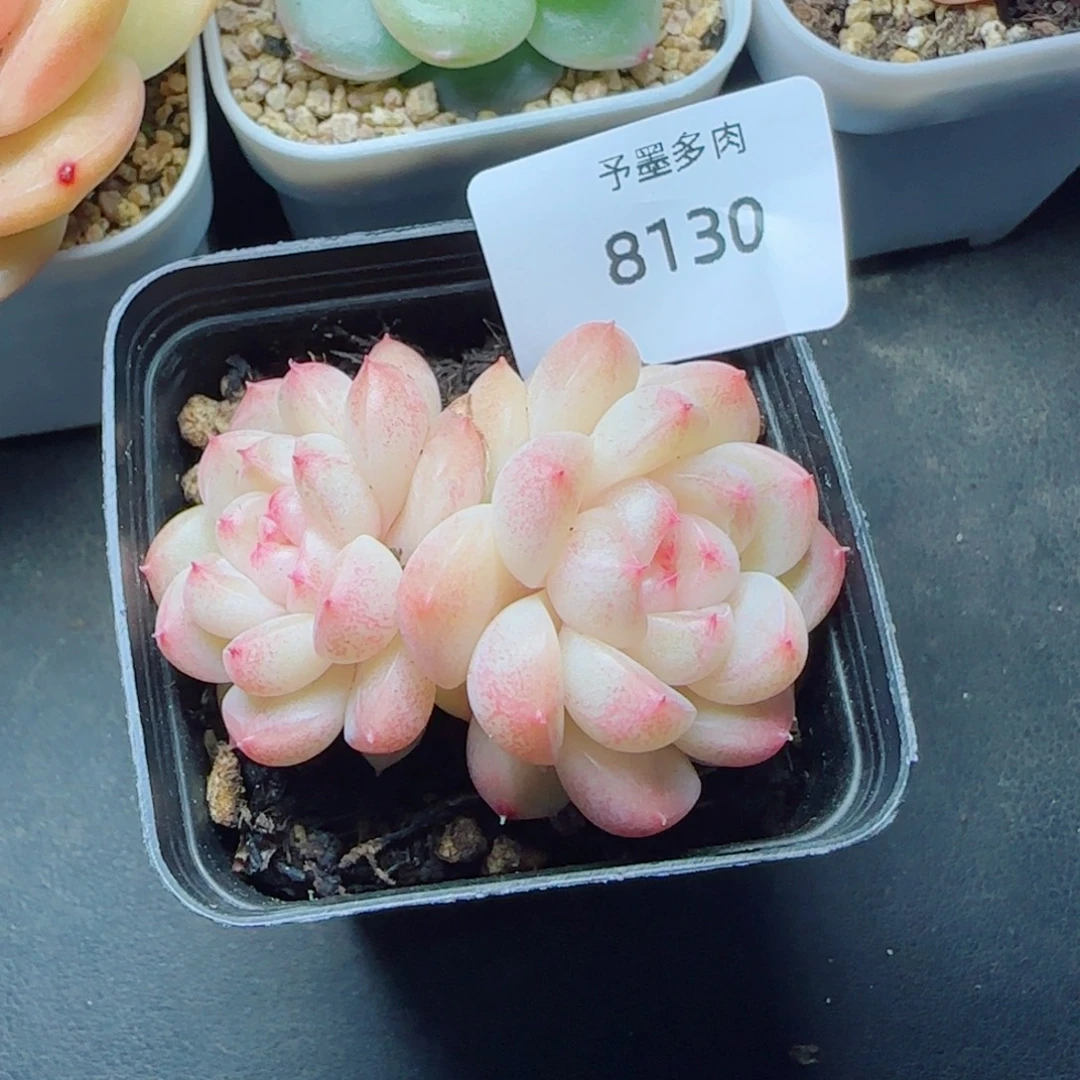 倾城珍妮，8130多肉植物