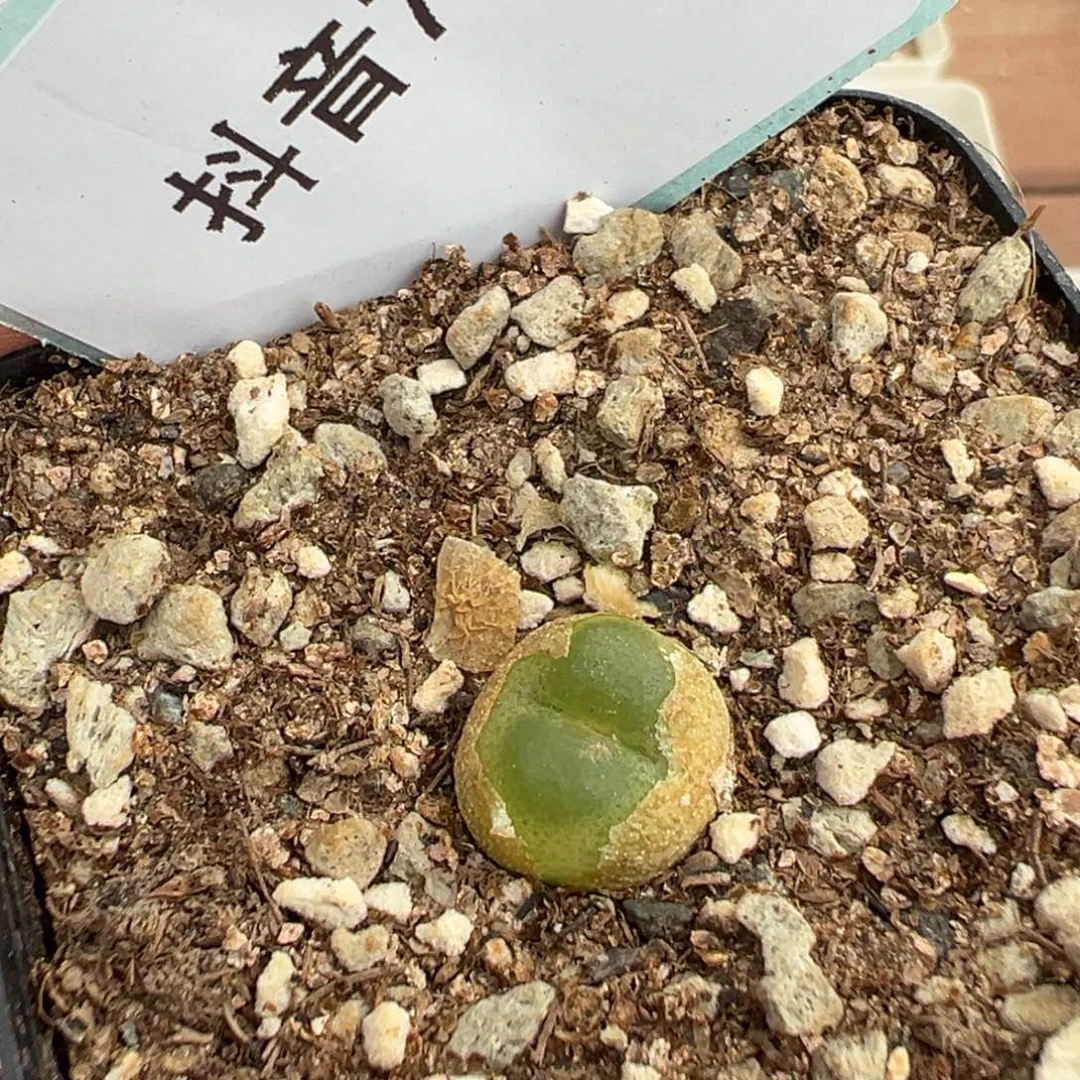 7-94量拍拉登母本一颗。多肉