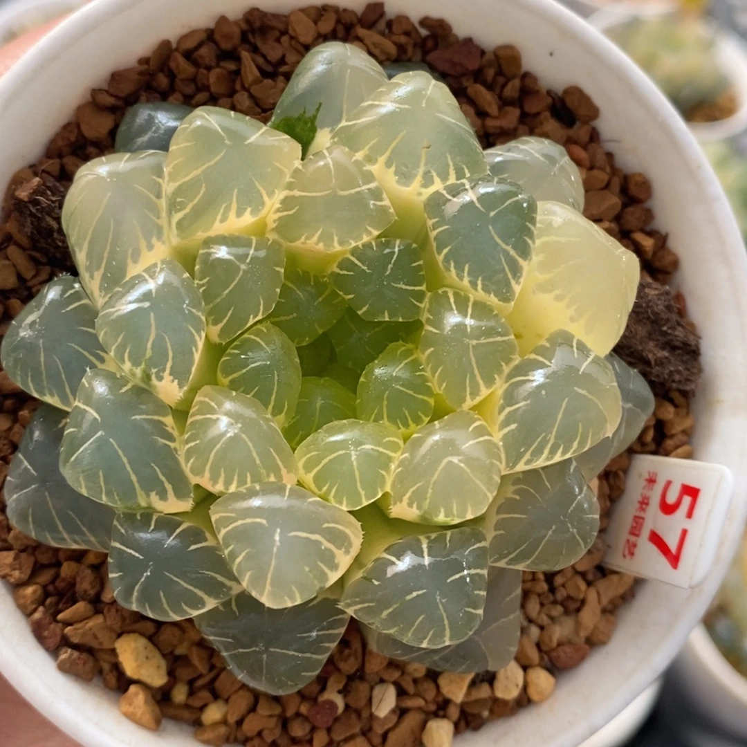 57湖水玉露十二卷多肉植物