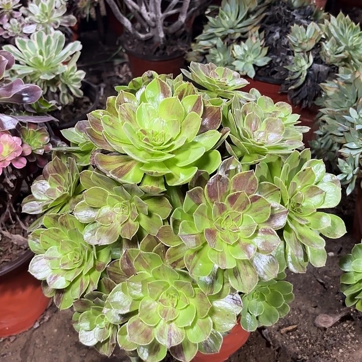 多肉植物花月夜37