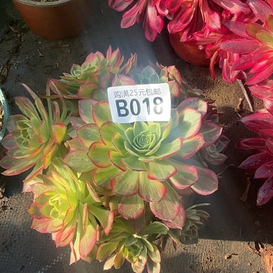 菲*一颗多肉法师植物