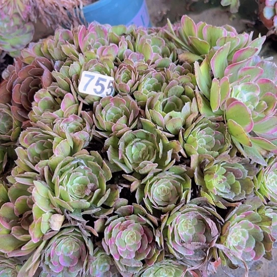晨***晨多肉植物一个长娥