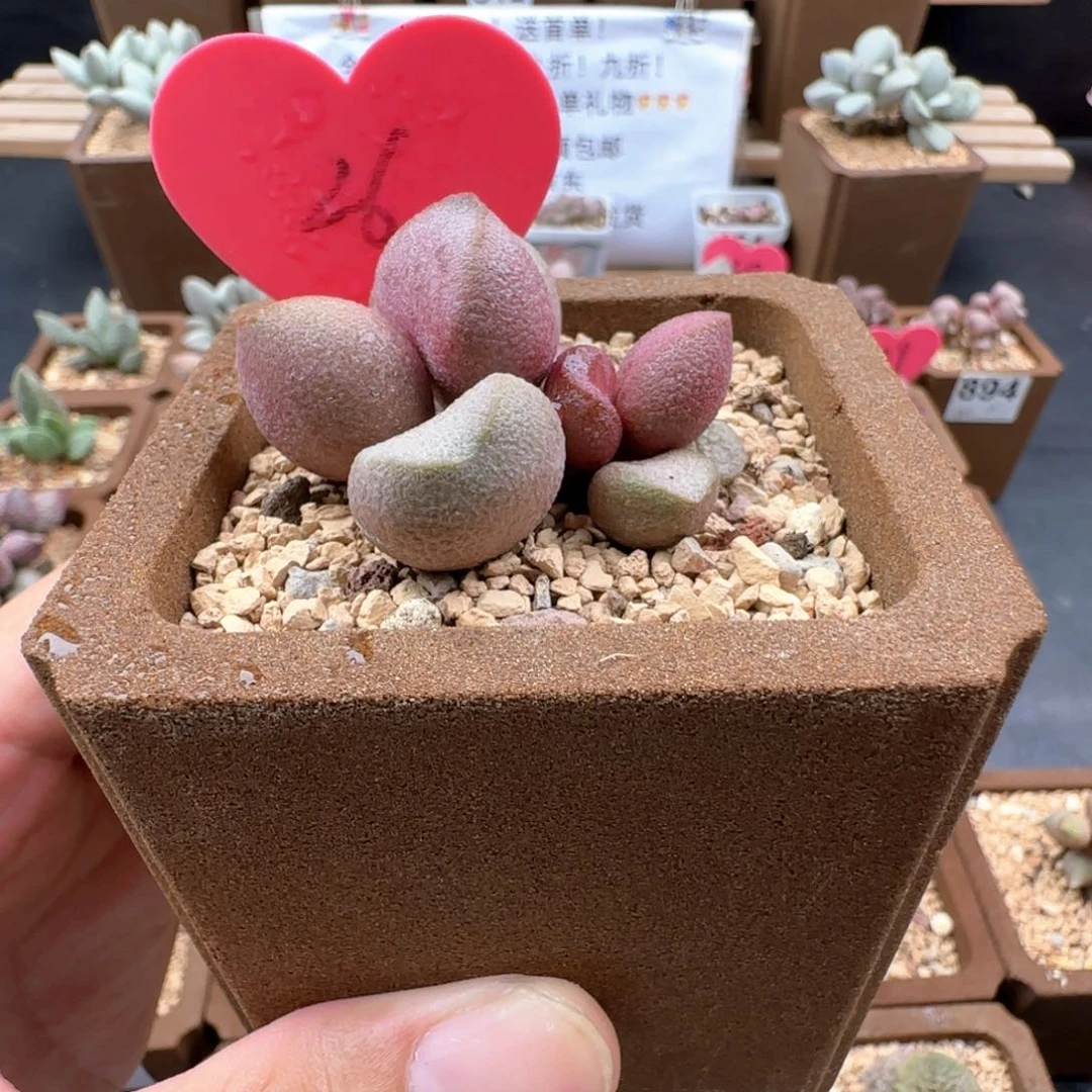 吼*吼589粉红哈密瓜