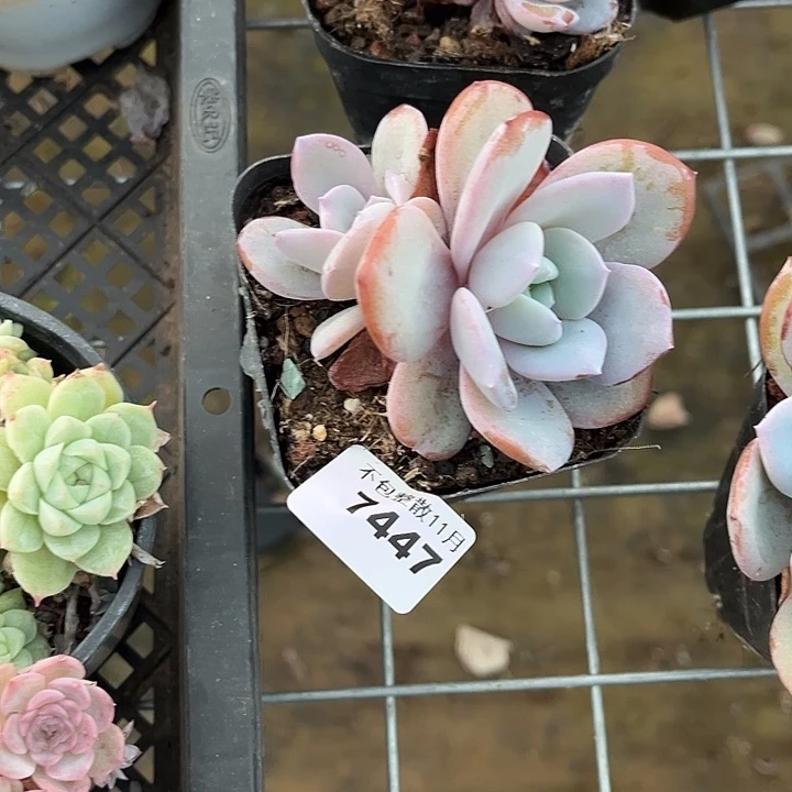 阿雅园艺。         7447奶茶