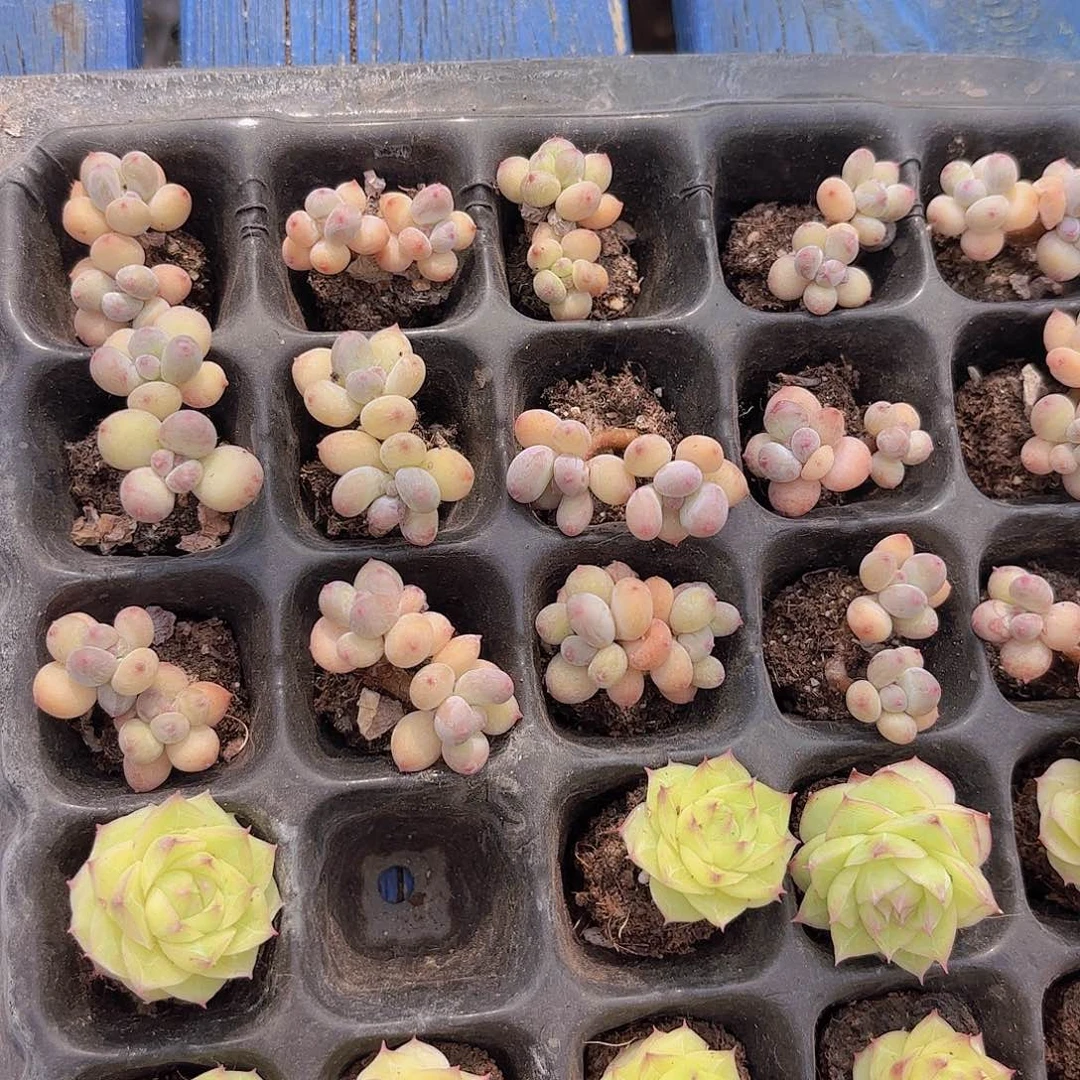 萤火虫两颗一组量拍