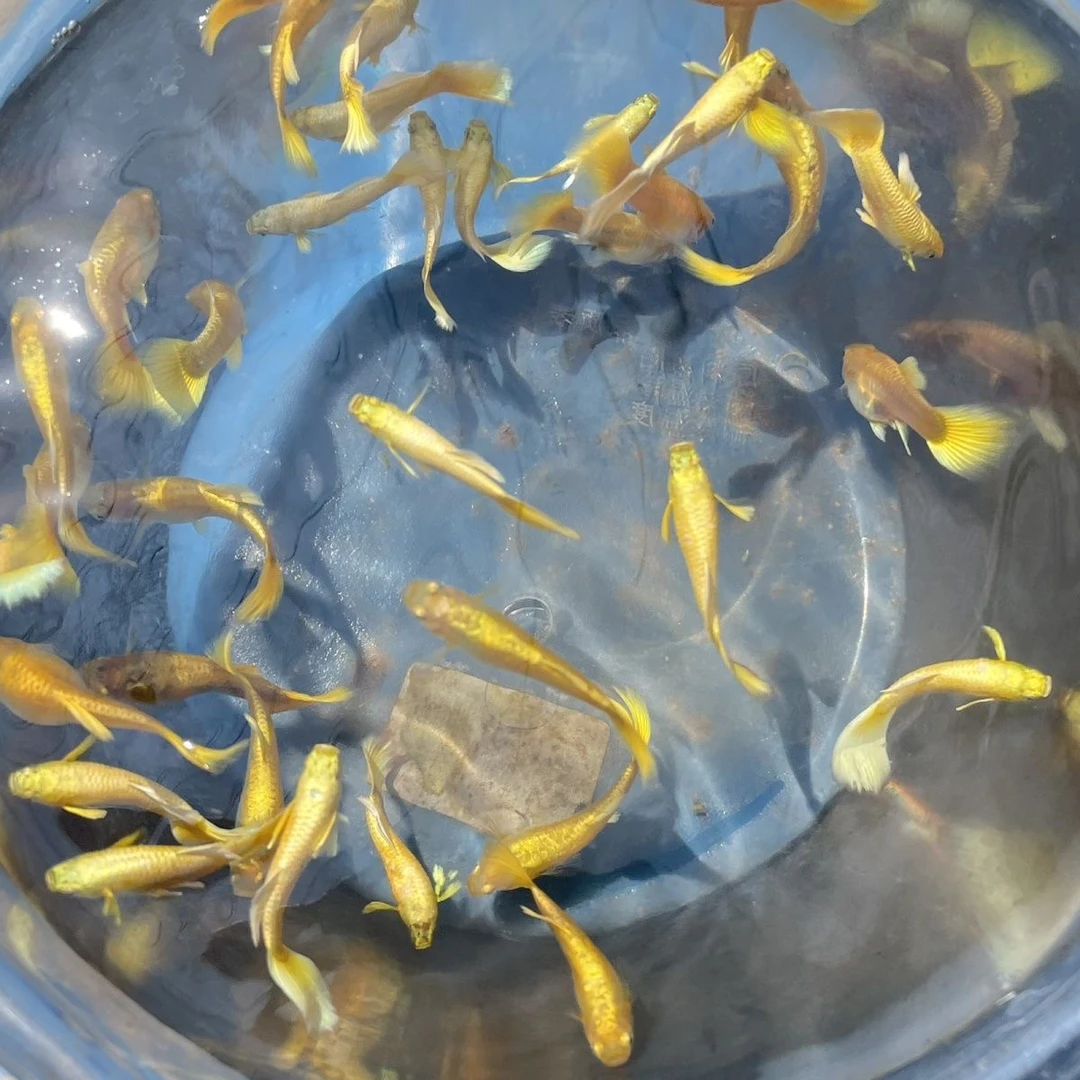满鳞黄金孔雀鱼精品热带淡水小型观赏鱼好养耐活怀孕生仔