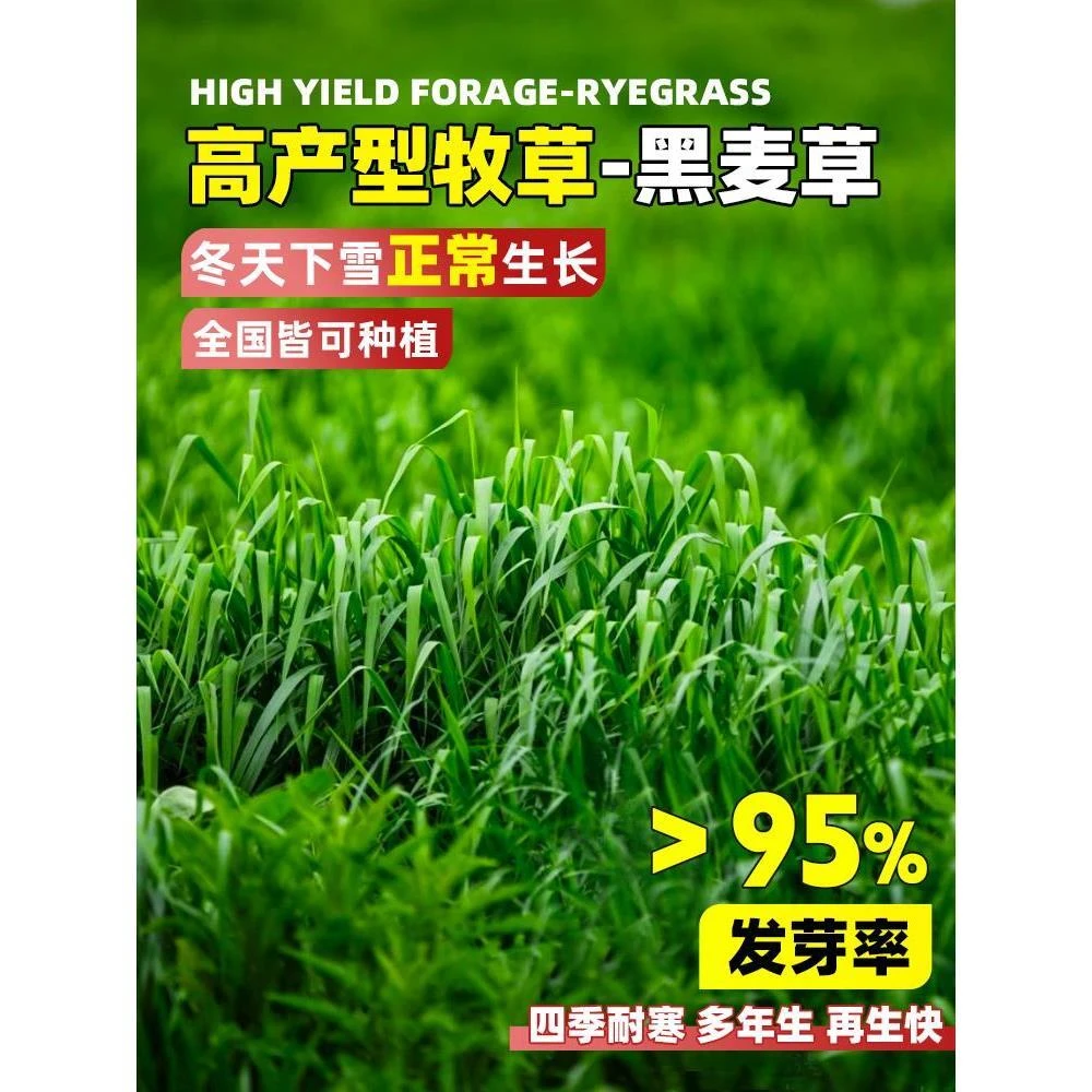 进口耐寒牧草种子多年生黑麦草种子四季常青鸡鸭鹅猪牛羊鱼草种籽