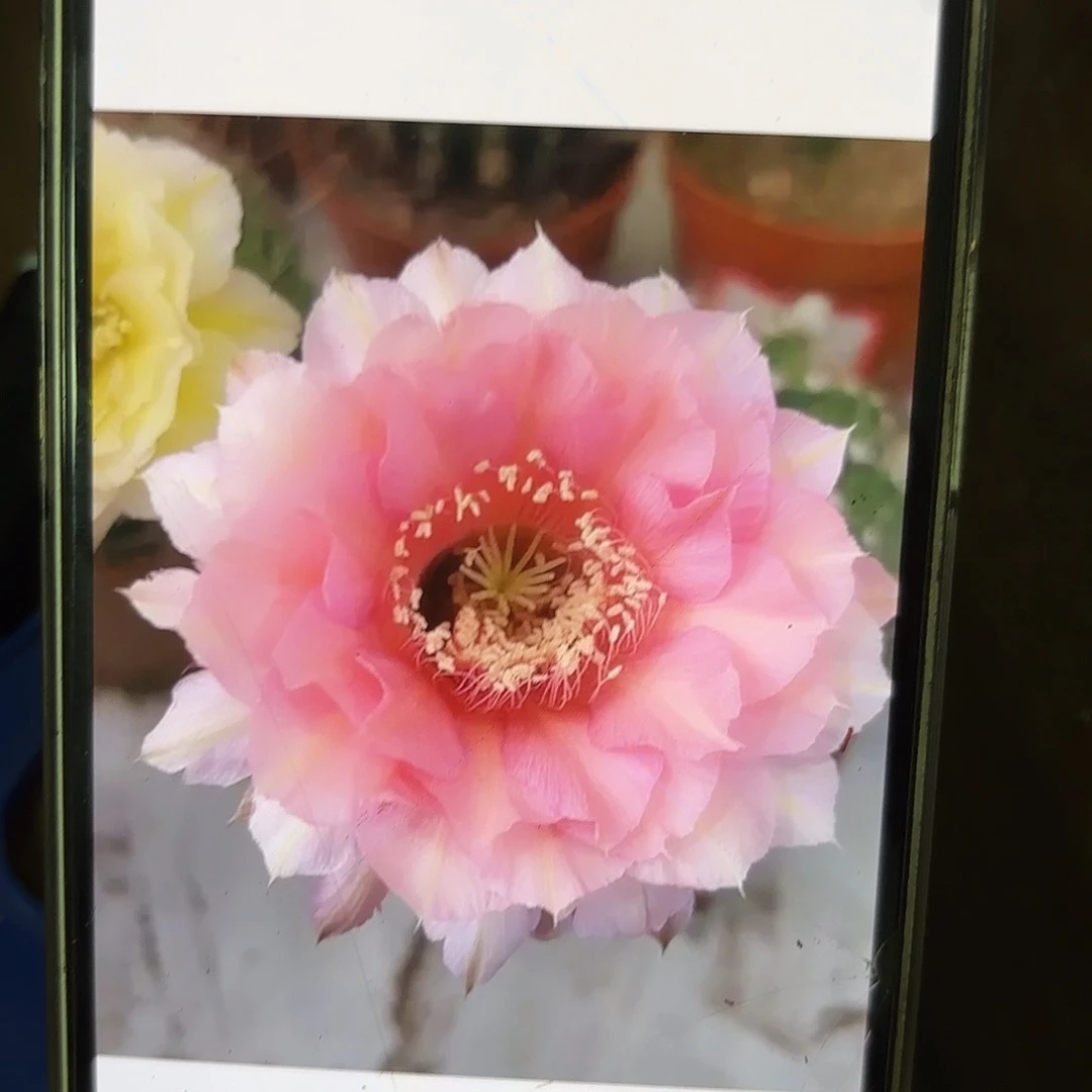 彩草1-51号7公分左右有瑕