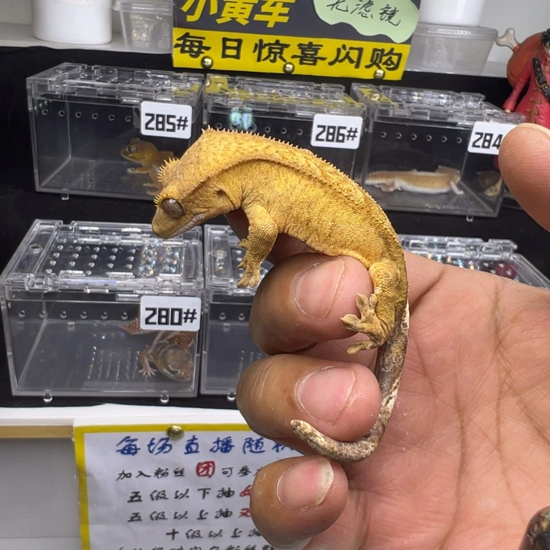 睫角守宫黄底双色