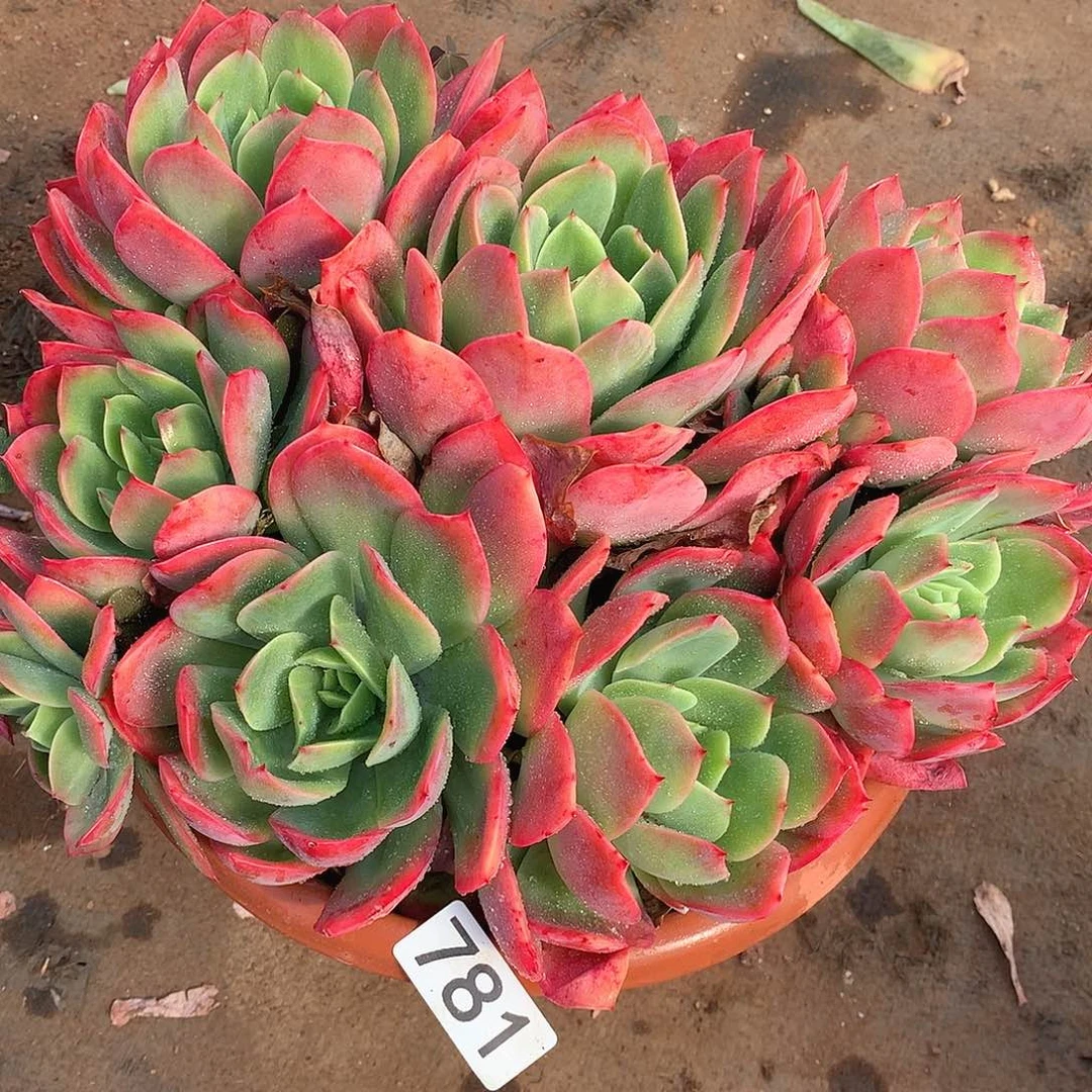 781 一物一拍多肉