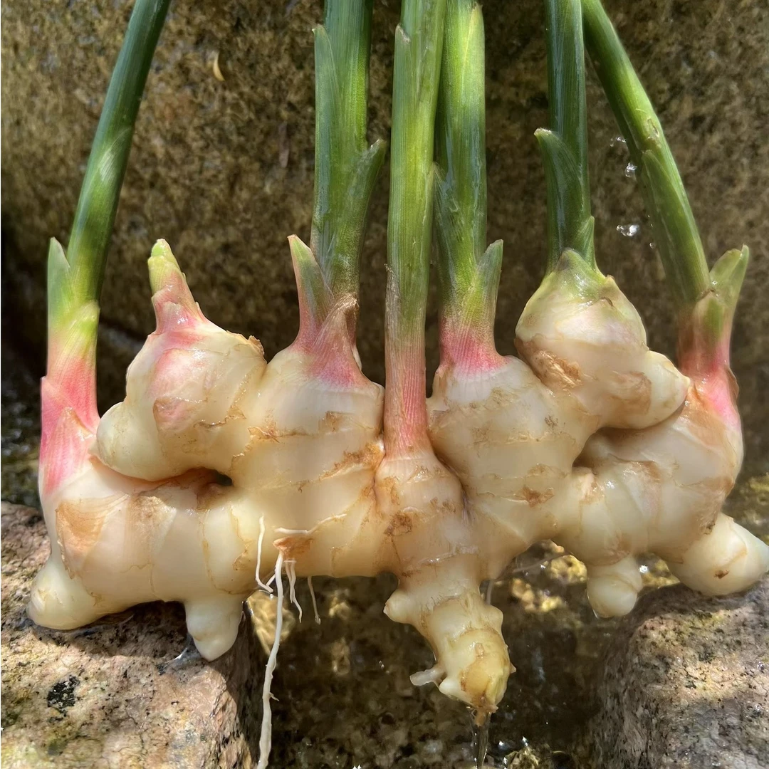 禾田农业种田婆正宗合水生姜中姜无渣清爽健康适用猪脚姜