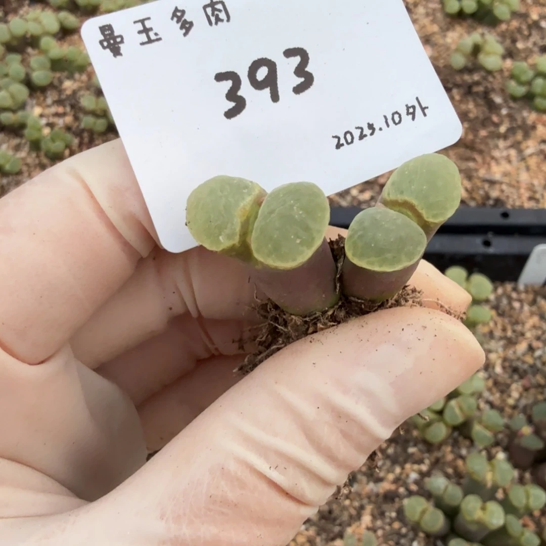 粥***8多肉多肉多肉10-393