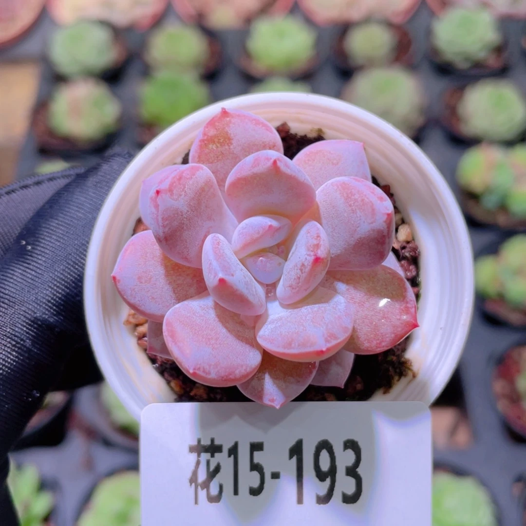 花利美15-193新品