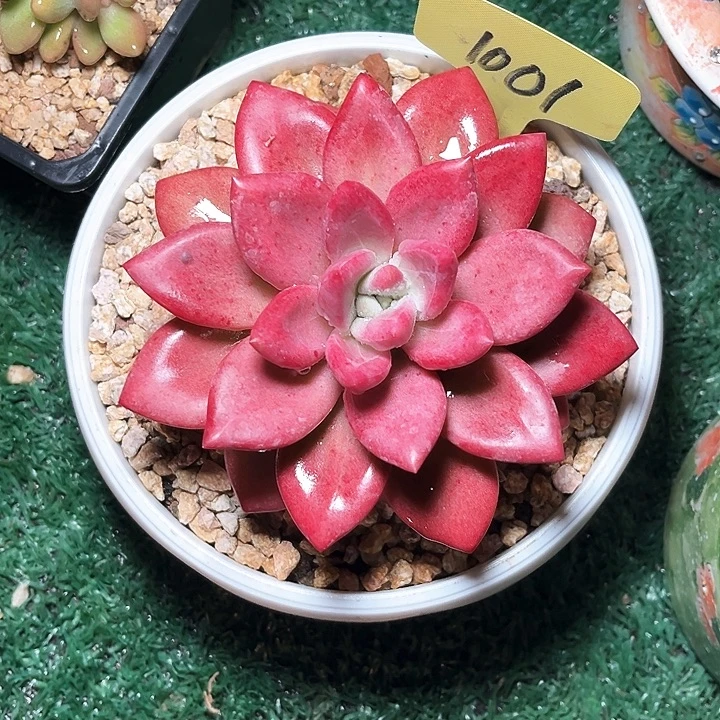 贺菲1001号码牌子的话